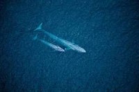 /album/la-ballena-azul/images-14-jpg/